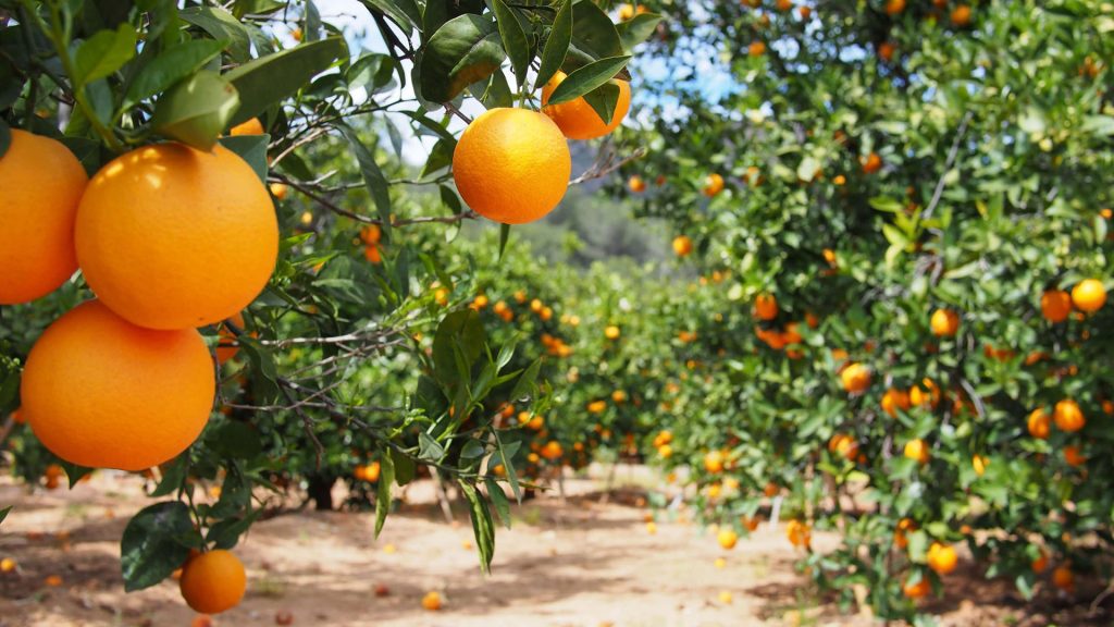 Oranges on a tree